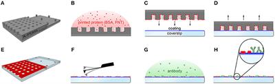 A Fast and Simple Contact Printing Approach to Generate 2D Protein Nanopatterns